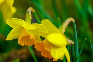 Wall Mural - blooming yellow daffodils in the garden