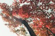 Gyeongju park with autumn leaves