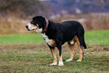 Sticker - Close-up shot of a beautiful Entlebucher Mountain Dog standing on the grass outdoors