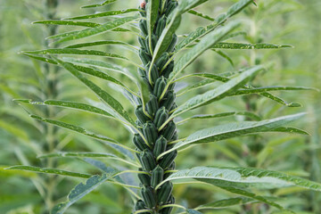 Wall Mural - Sesame plant crop growing in green farmland