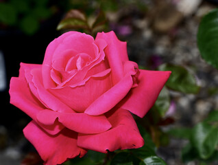 Wall Mural - close-up shot of a hybrid tea rose blooming in the garden in bright light on a blurred background