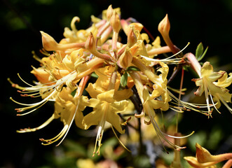 Sticker - Close-up shot of flame azalea flowers in bright sunlight on a blurred background