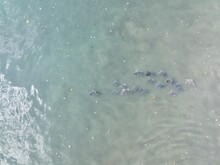 Fish Feeding Frenzy Baitball From A Drone With A Roosterfish