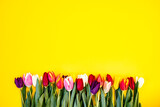 Fototapeta Tulipany - Tulips on yellow background, mother's day concept.