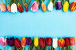 Arranged tulips on blue background for mother's day.