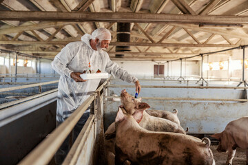 A senior veterinarian is taking care of pigs in the barn. 