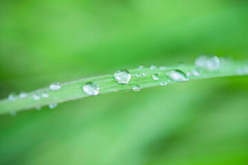  water drops on the green leaf grass