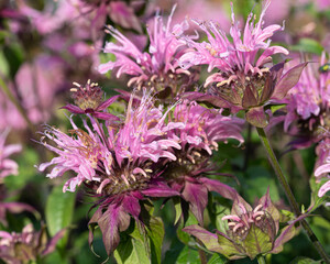 Wall Mural - close up shot of bergamot flowers (monarda didyma) in the garden