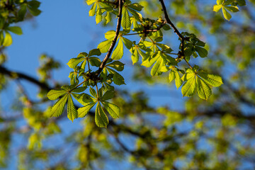 Nice green spring chestnut branch with leawes on blue sky background