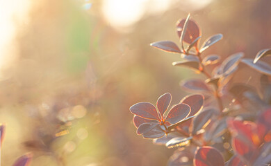 Wall Mural - red leaves on blurred autumn nature background with beautiful sunny bokeh and copy space for text.