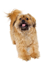 Poster - Happy Shih Tzu dog