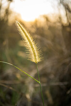 Vertical Shot Of A Beautiful Foxtail Plant In The Field Under The Sunlight