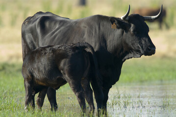 Sticker - Cattle drinking in a pond in Extremadura, Spain.