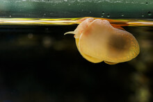Lemon Snail Crawling On The Aquarium Glass.