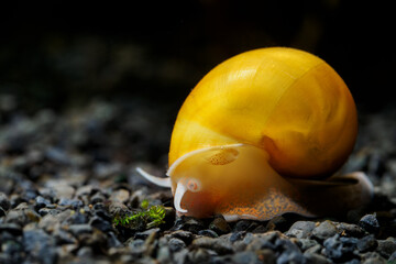Wall Mural - Lemon snail crawling on rocks.