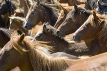Closeup Of The Herd Of Wild Horses Gathered For Rapa Das Bestas. Galicia, Spain.