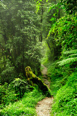 Canvas Print - Rain forest in Southeast Asia