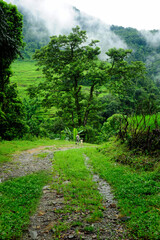 Canvas Print - Rain forest in Southeast Asia