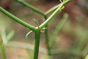 Wall Mural - close-up shot of water dropping on the stem in a blurry background.