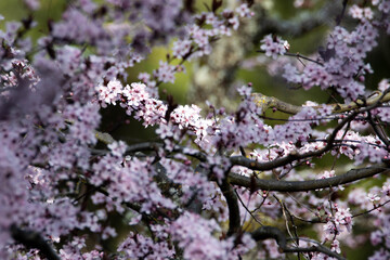 Wall Mural - beautiful shot of cherry blossom flowers growing on a branch.