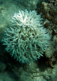 Fototapeta Do akwarium - View of severe coral bleaching