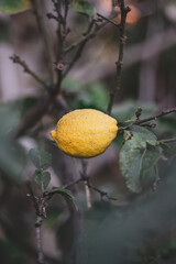 Canvas Print - Vertical closeup of the ripe lemon on the tree.