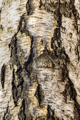 Canvas Print - Tree bark in the sun