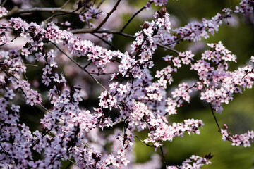 Wall Mural - beautiful shot of cherry blossom flowers growing on a branch.