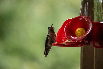 Canvas Print - Hummingbird sitting on a decorative flower.