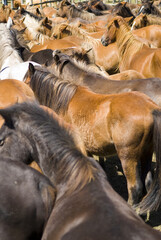 Poster - Vertical closeup of the herd of wild horses gathered for Rapa das Bestas. Galicia, Spain.