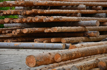 Poster - Photo of cut logs on the street