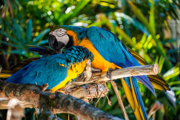 Sticker - Closeup shot of two beautiful blue and yellow parrots on the branch of a tree