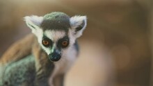 Portrait Of Lemur In National Park. Lemuroidea.
