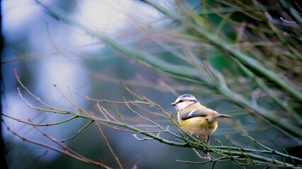 Sticker - Selective focus shot of blue tit perched on a tree branch