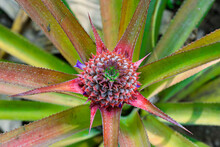 A Red Pineapple Bud Beginning To Grow On A Plant In The Field Of Asia