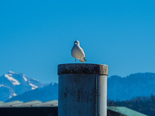 Sticker - Seagull perched on a grungy pipe