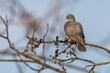© Lioneska - Portrait of a grey colored wood pigeon with white collar perching on a branch in a park on a sunny spring day. Blue sky in the background.