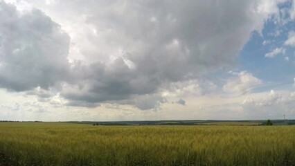 Wall Mural - Ukrainian field before a thunderstorm.