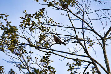 Poster - Blackbird perched on a branch of a tree