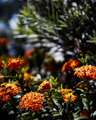 Sticker - Vertical shot of growing marigold flowers in a garden