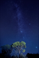 Wall Mural - Autumn Milky Way and Illuminated Pine in the Foreground