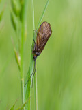 Fototapeta Na drzwi - Brachycentrus montanus, caddisfly insect in grass