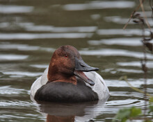 Drake Canvasback Duck , (Aythya Valisineria) Swimming On A Pond.