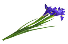 Purple Iris Flower Isolated On White.