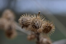 Old Colored Dead Thistle Buds In Winter