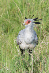 Secretary bird out for a walk in the savannah of the Maasai Mara