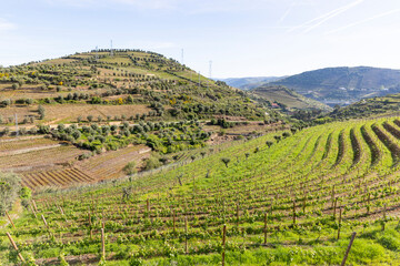 Wall Mural - green vineyards at Sande, municipality of Lamego, district of Viseu, Portugal