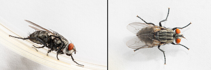 Collage with common housefly isolated on white background, hygiene concept