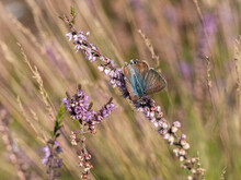 Long-tailed Blue Butterfly On Bell Heather