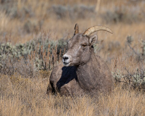 Wall Mural - Bighorn Sheep